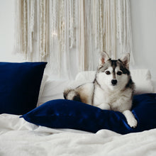 Husky lying on pillow fitted with Cloud 9 Silk Pillowcase in Night-Sky Navy on white bed.